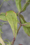 Common catchfly